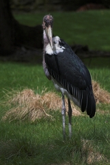 The Stork